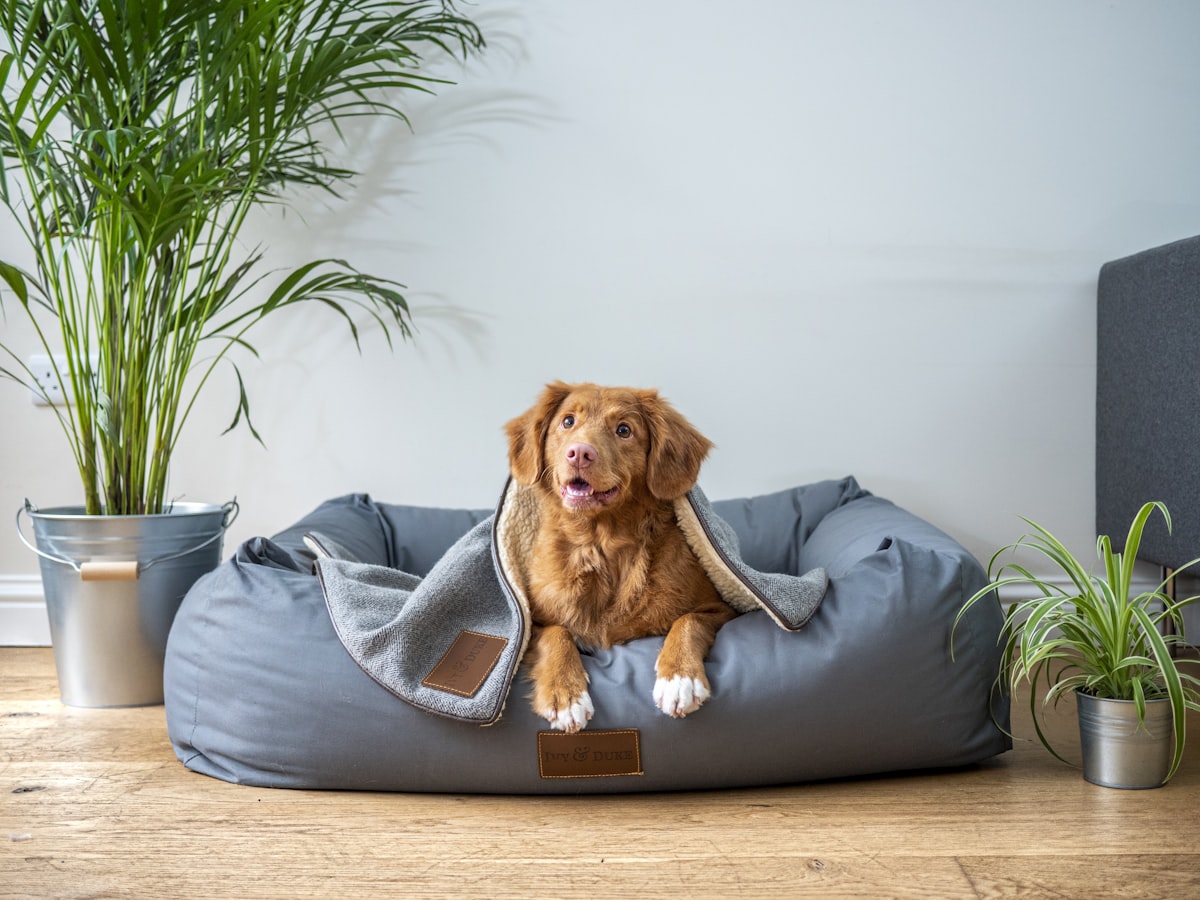 Dog with owner outdoor